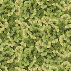 *Asian - Kyoto Garden - Small Compact Ginkgo - CM1672 - GREEN