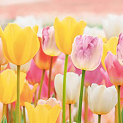 Olympus Garden Party - Floss Sampler Assortment - GPC-16 - ROMANTIC - Blue, Teal, Yellow, Mauve, Orange, Rose