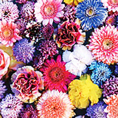 Olympus Garden Party - Floss Sampler Assortment - GPC-18 - SPRING - Indigo, Blue, Green, Marigold, Fuchsia, Magenta