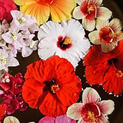 Olympus Garden Party - Floss Sampler Assortment - GPC-04 - TROPICAL - Red-Pink-Orange-Yellow-Greens