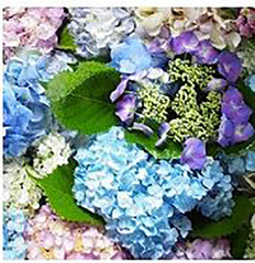Olympus Garden Party - Floss Sampler Assortment - GPC-08 - HYDRANGEA - Blues-Aqua-Lavender